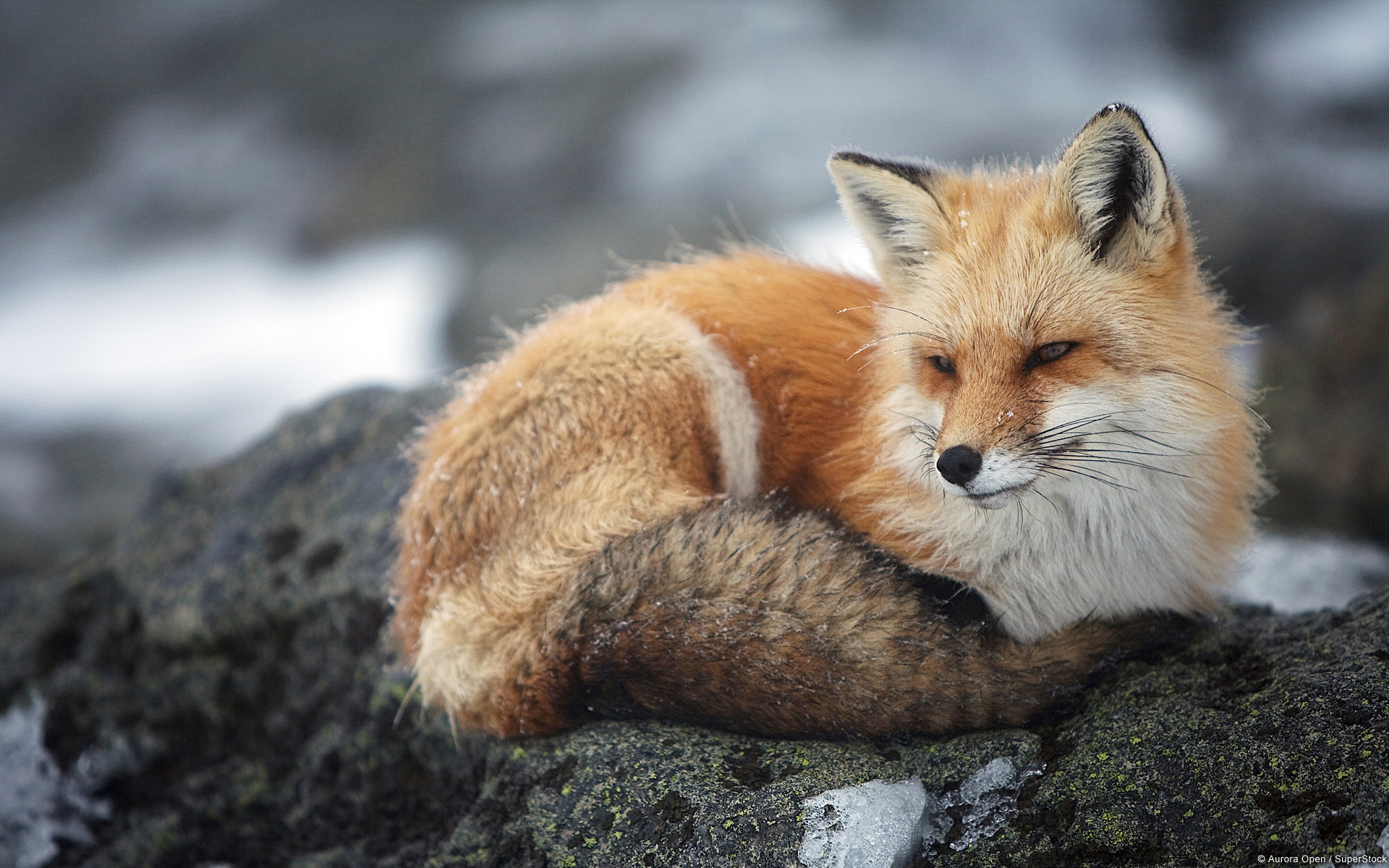 FireFox